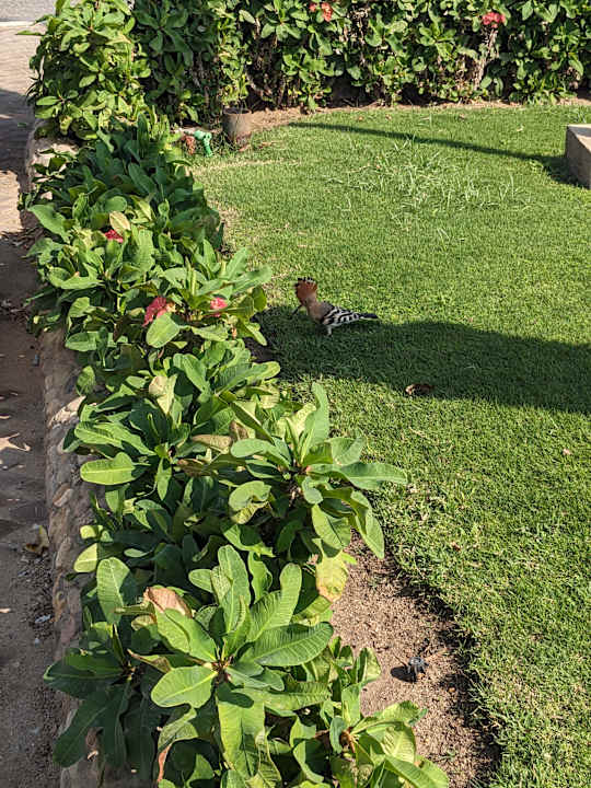 Gartenanlage Continental Hotel Hurghada