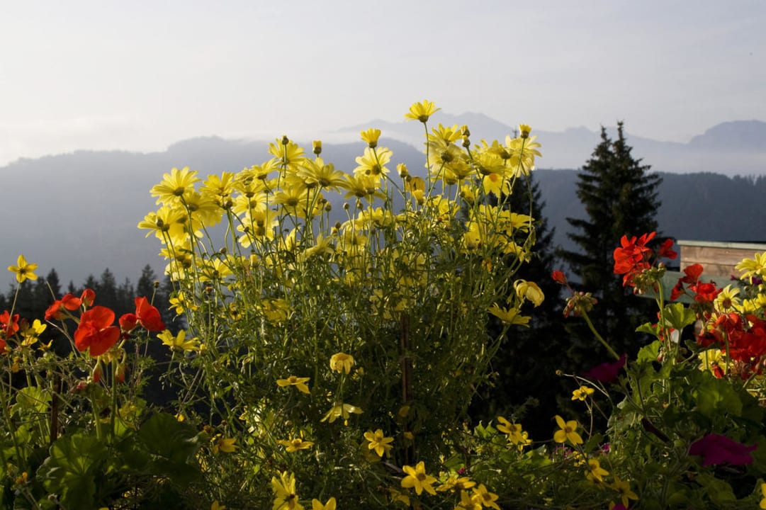 Blumiger Morgenblick vom Balkon aus Alpengasthof Hotel Kopphütte