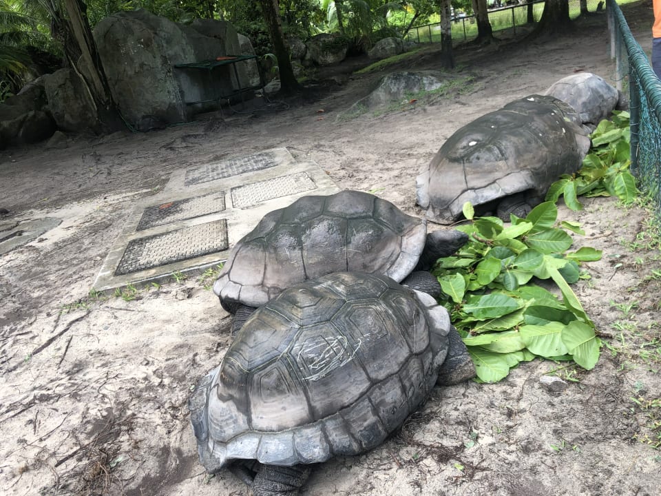 Sonstiges Constance Ephelia