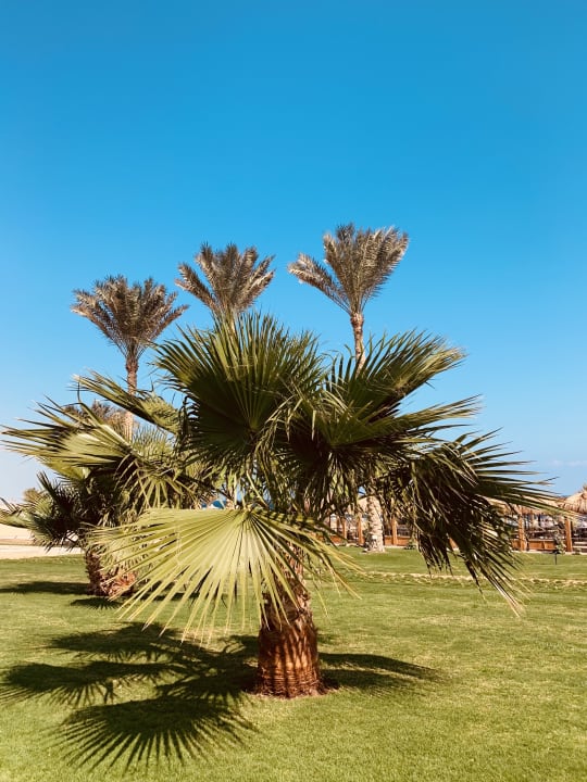 Gartenanlage Three Corners Sea Beach Resort