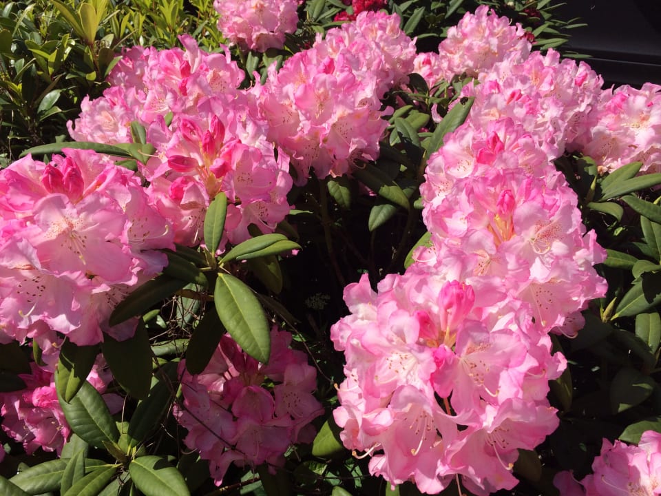 Gartenanlage HansenS Haus am Meer