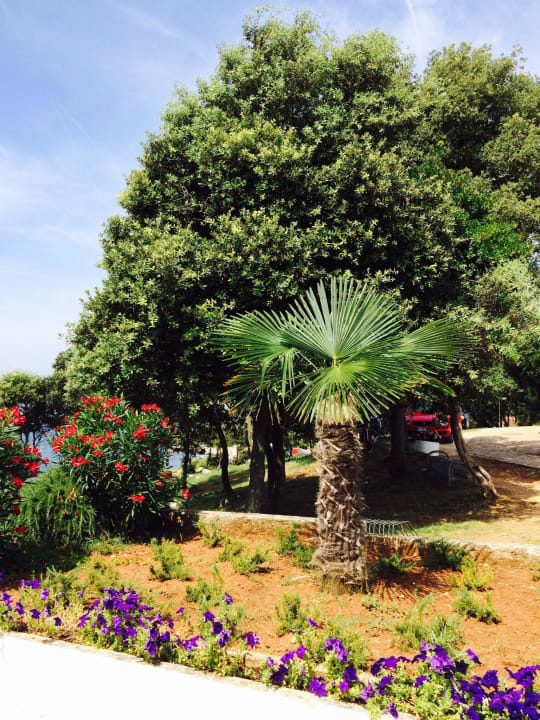 Palme bei Punta Trole Maistra Select Koversada Naturist Apartments