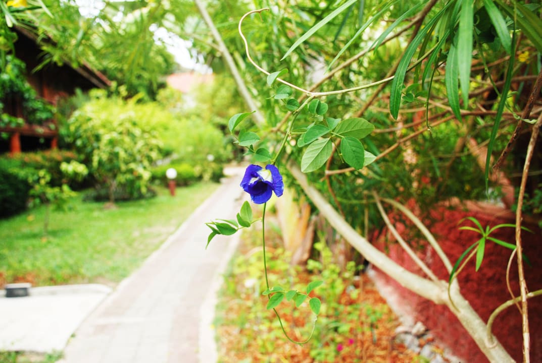 Local Flower BURI BEACH Resort