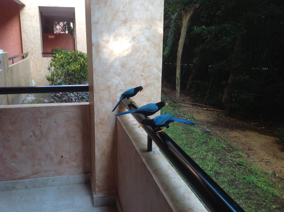 Jeden Tag neue Freunde Grand Palladium Colonial Resort & Spa