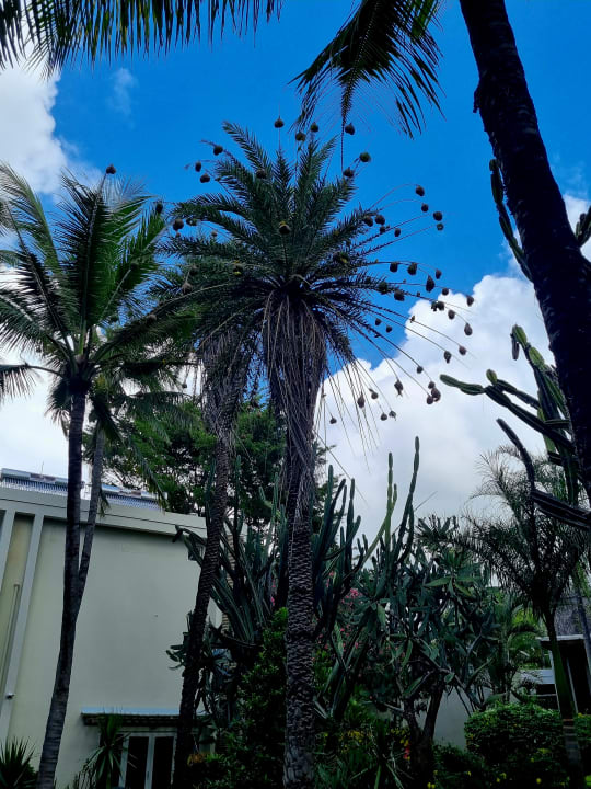 Gartenanlage Lagoon Attitude - Adults only