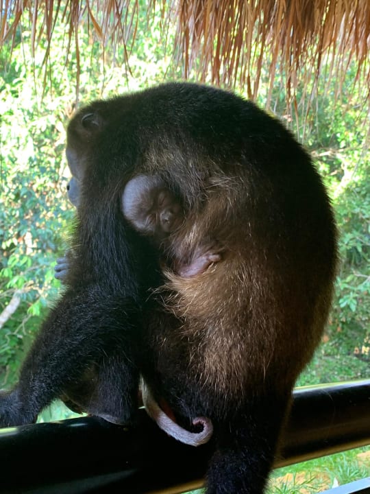 Sonstiges Iberostar Waves Tucan