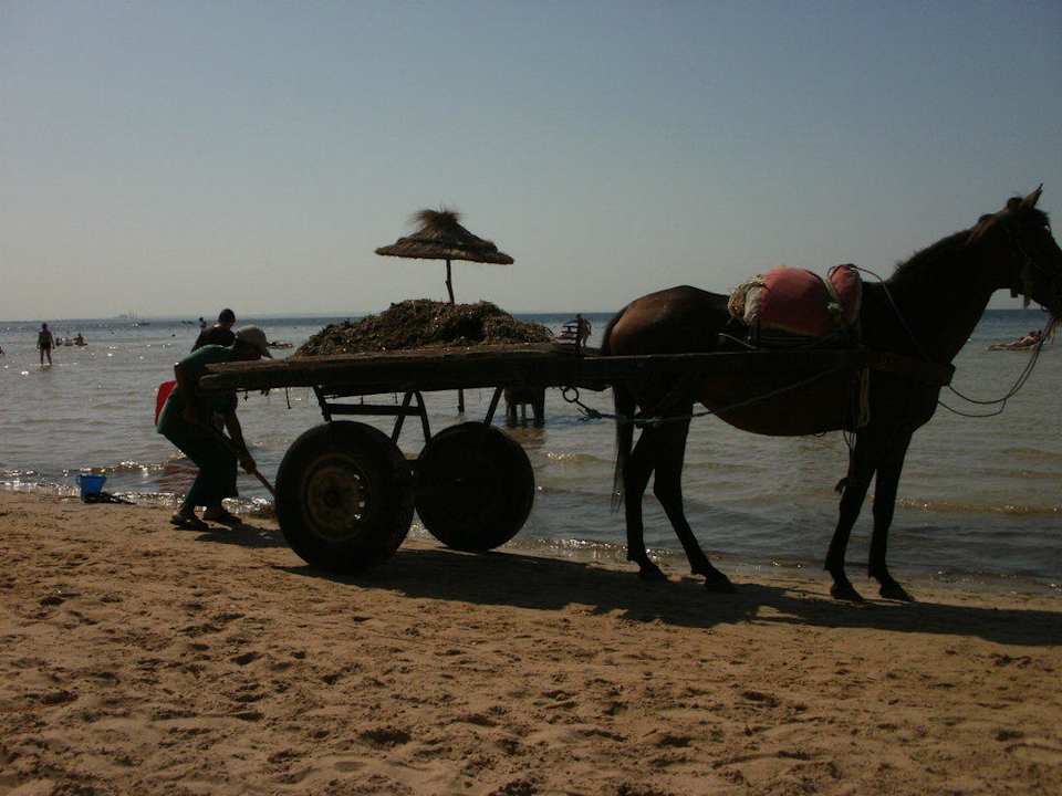 Strand wird von Algen gesäubert Hotel Rosa Beach