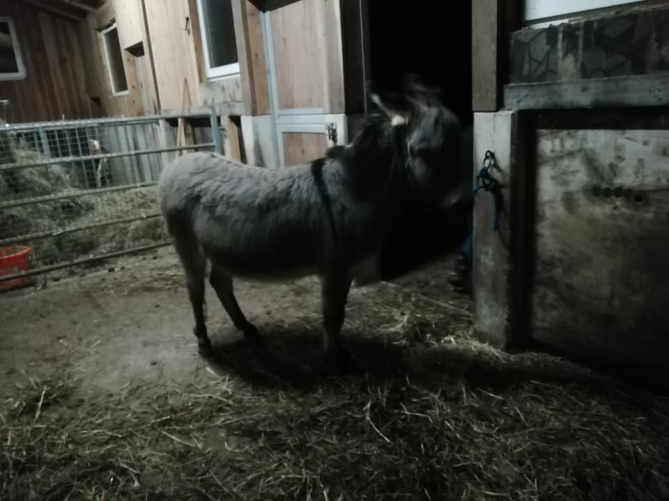 Sonstiges Bauernhof Bernhardenhof