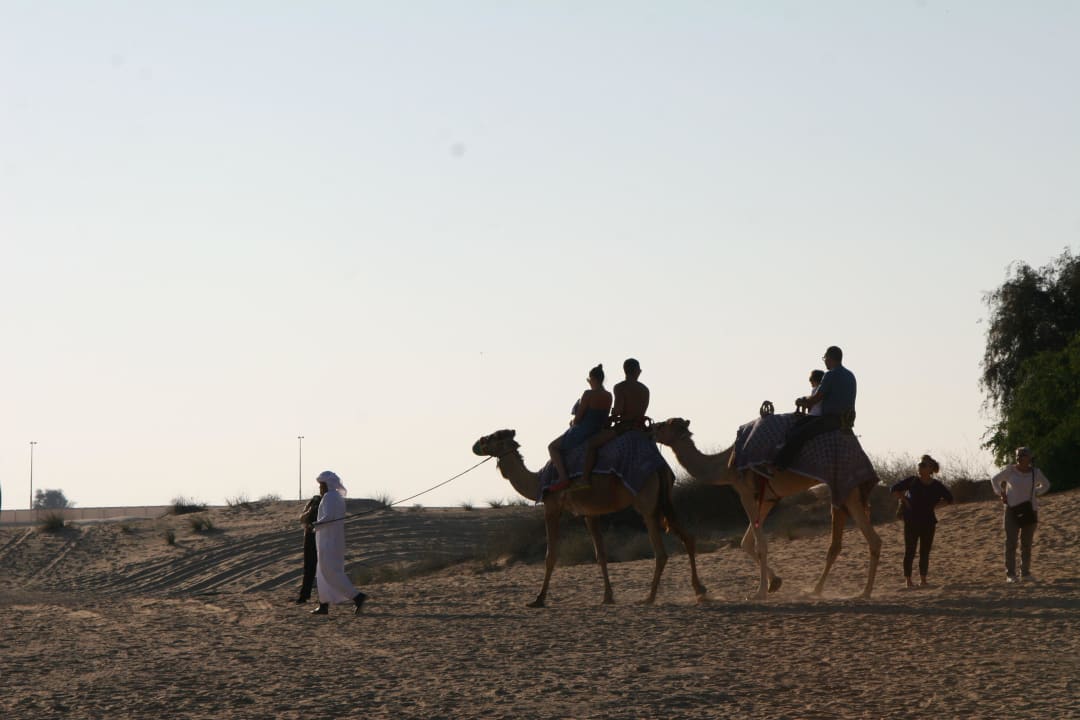 Tägliches Kamelreiten vom Hotel angeboten Hotel Bab Al Shams Desert Resort & Spa