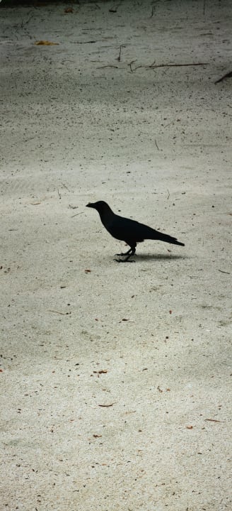 Sonstiges Kuramathi Maldives