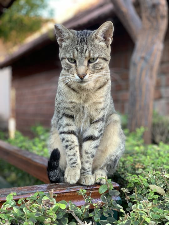 Sonstiges Can Garden Beach