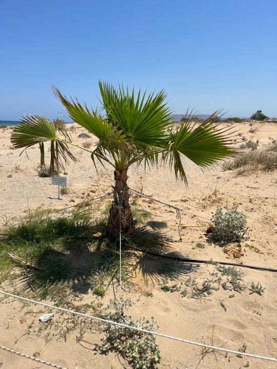 Strand Anemos Luxury Grand Resort