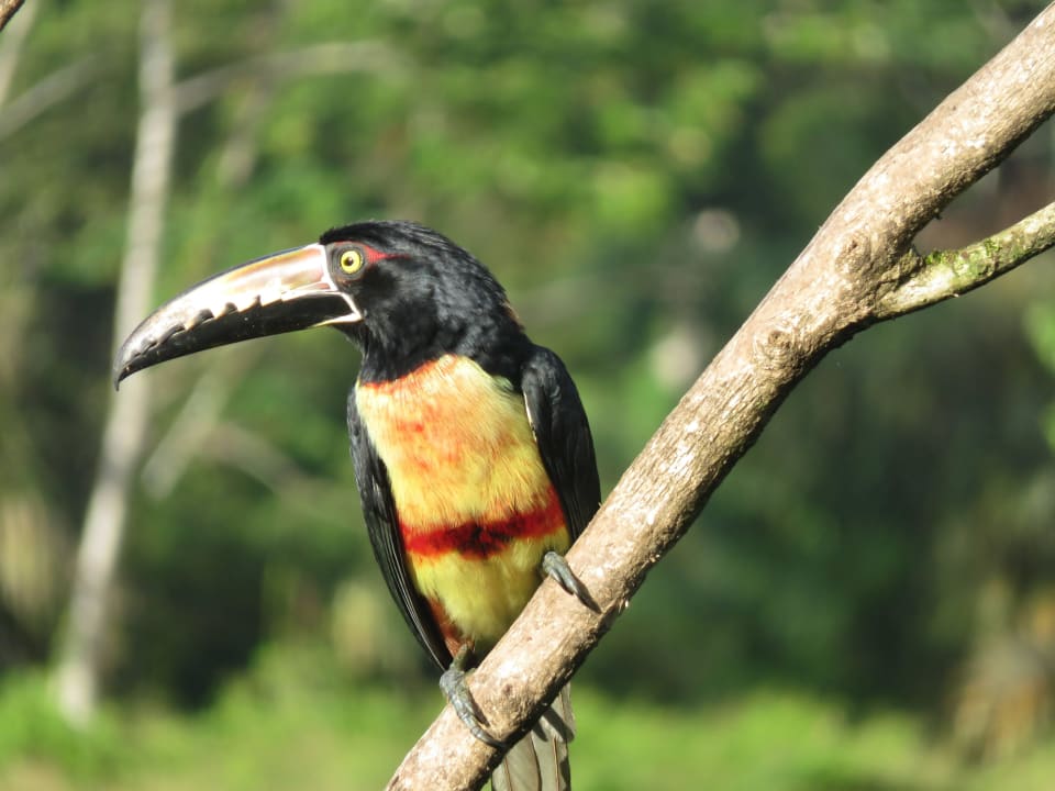 Blick auf Futterstelle Maquenque Eco-Lodge