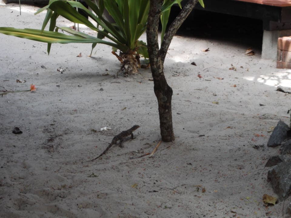 Besuch Koh Mook Sivalai Beach Resort