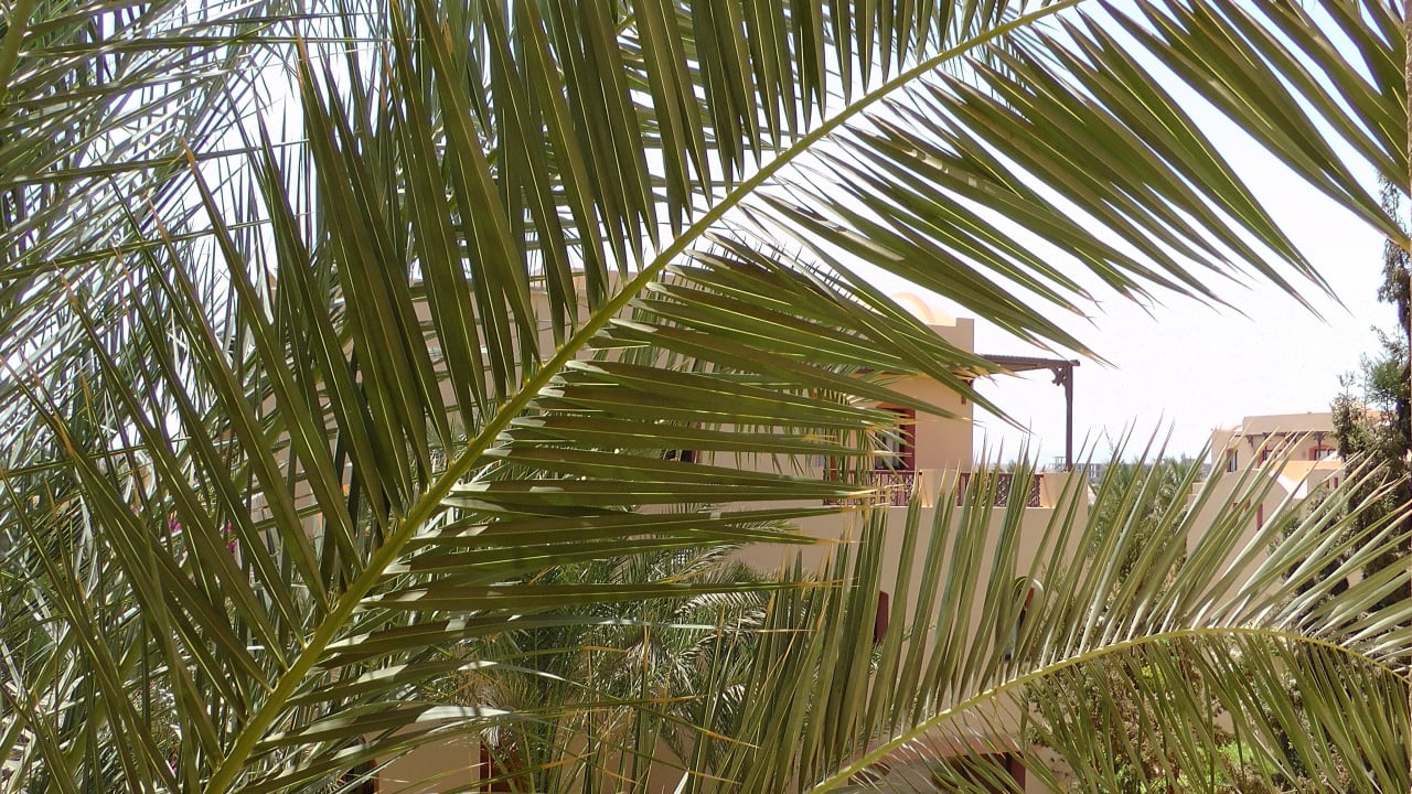 Bild Steigenberger Coraya Beach - Adults only