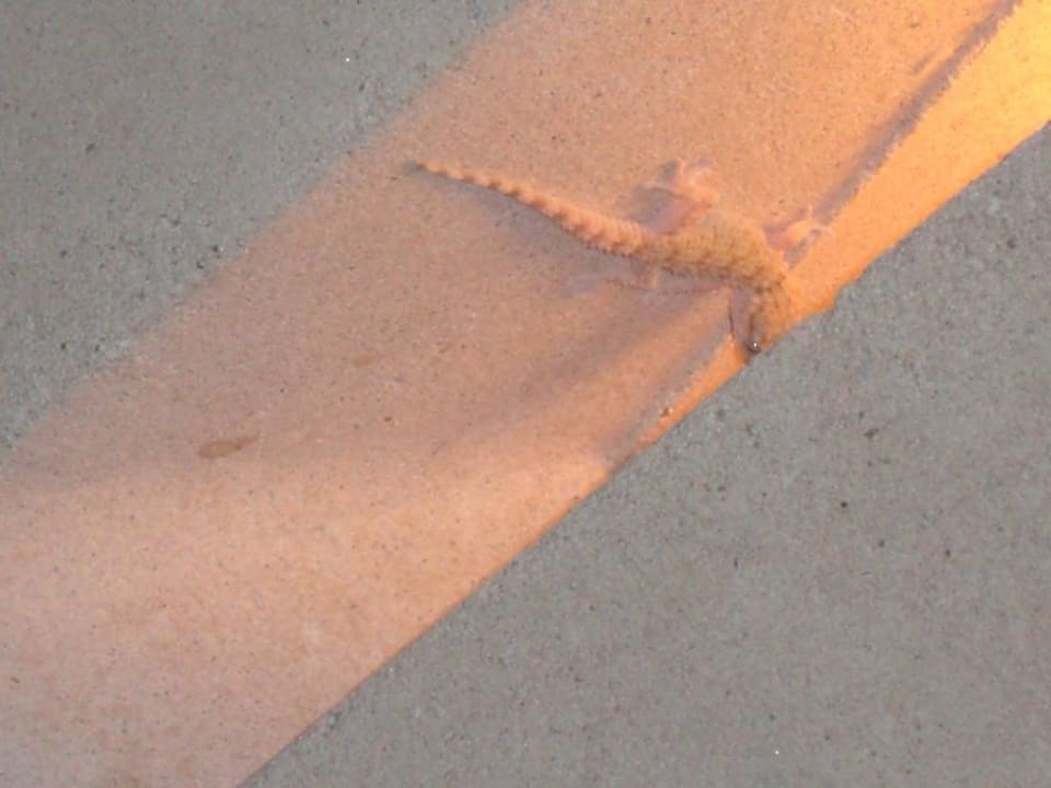 Gecko TUI MAGIC LIFE Penelope Beach