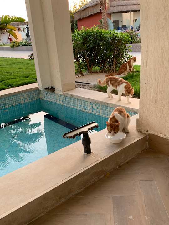 Zimmer Panorama Bungalows Resort El Gouna