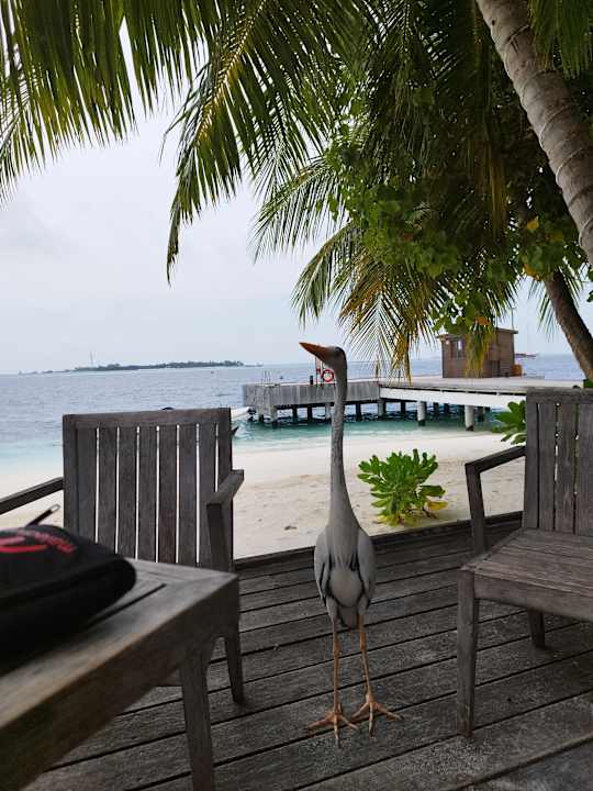 Gastro Vilamendhoo Island Resort & Spa