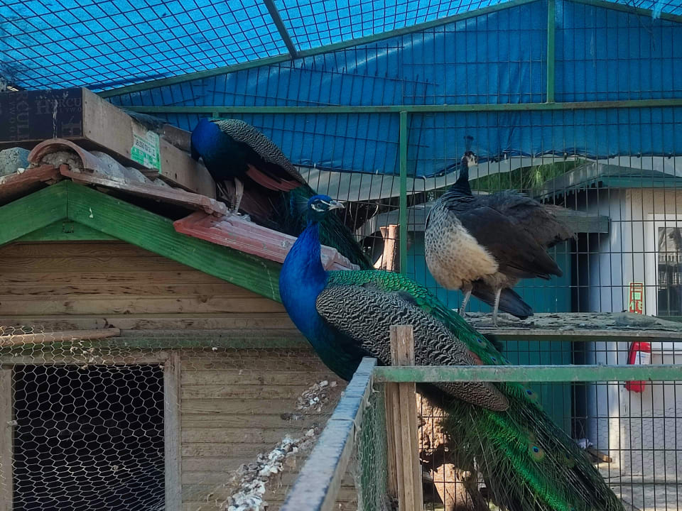 Gartenanlage Trendy Aspendos Beach Hotel