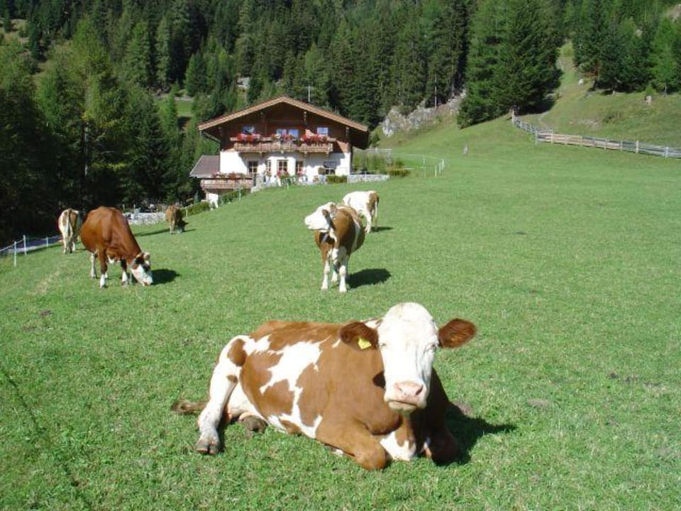 Glückliche Kühe von unserem Biobauernhof Landhaus Taurer