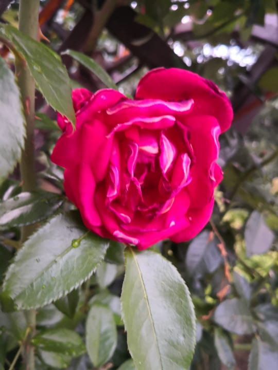 Außenansicht Aparthotel Golden Line