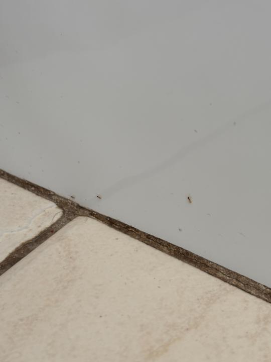 Zimmer Apartments Arco Iris