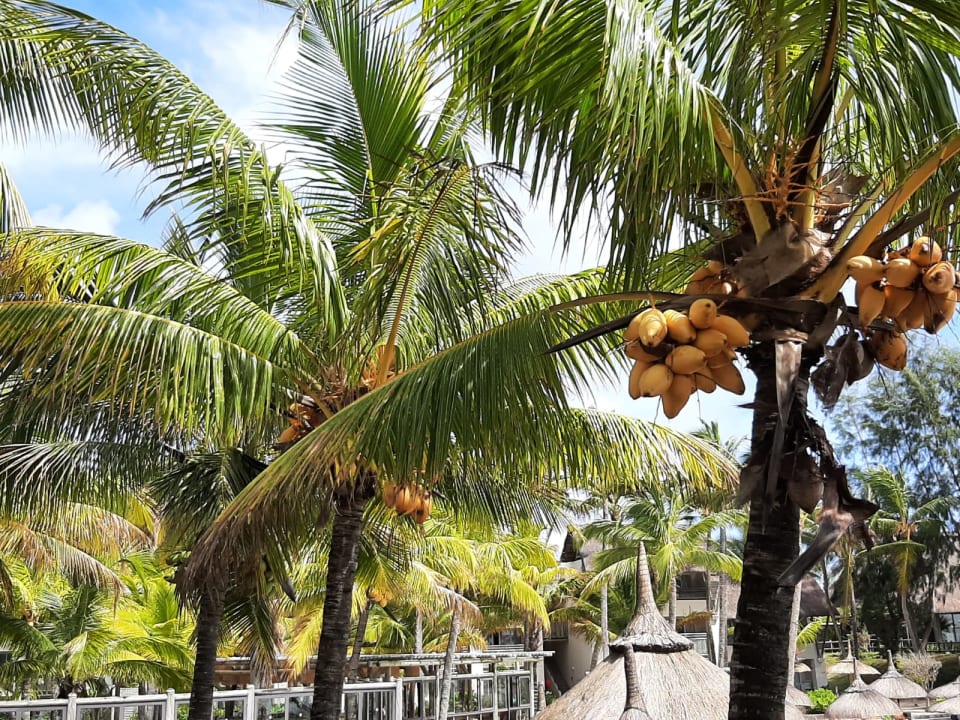 Gartenanlage Lagoon Attitude - Adults only