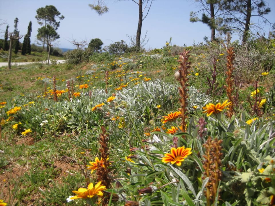 Golfplatz The Westin Resort Costa Navarino