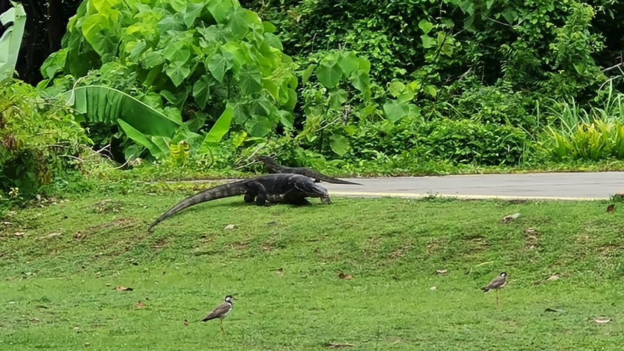 Gartenanlage Berjaya Langkawi Resort