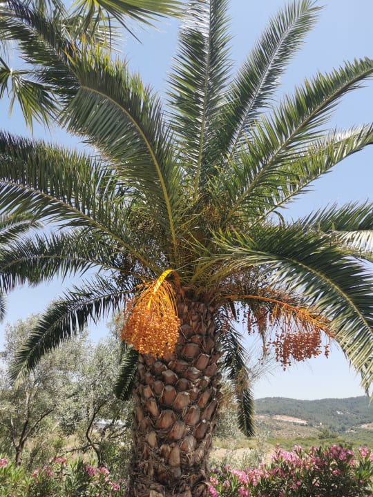 Ausblick Hotel Pine Bay Holiday Resort