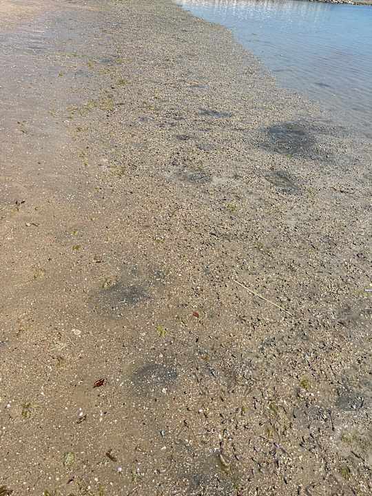 Strand Souq Al Wakra Hotel Qatar By Tivoli