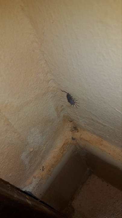 Bettwanzen Hotel Riu Touareg