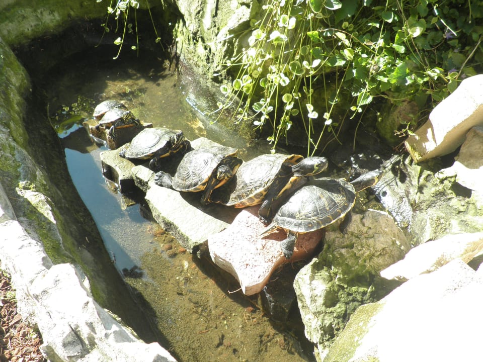 Schildkröten im Teich im Innenhof Hotel Villa Alberta