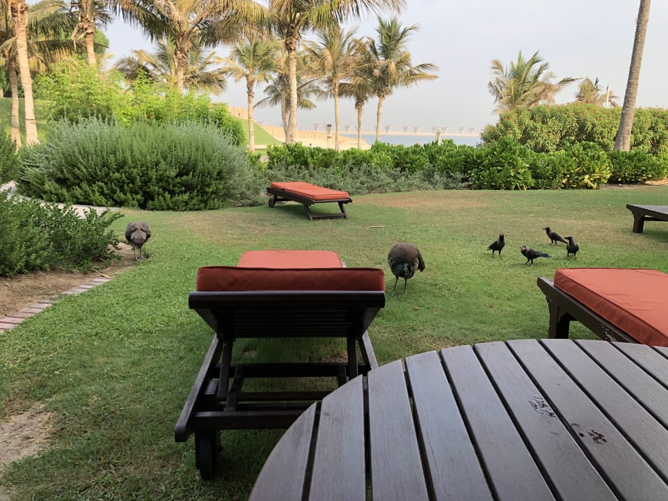 Gartenanlage JA Palm Tree Court