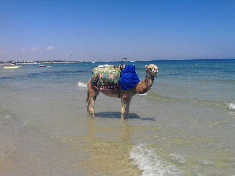 Kamel sucht die Abkühlung Calimera One Resort Jockey