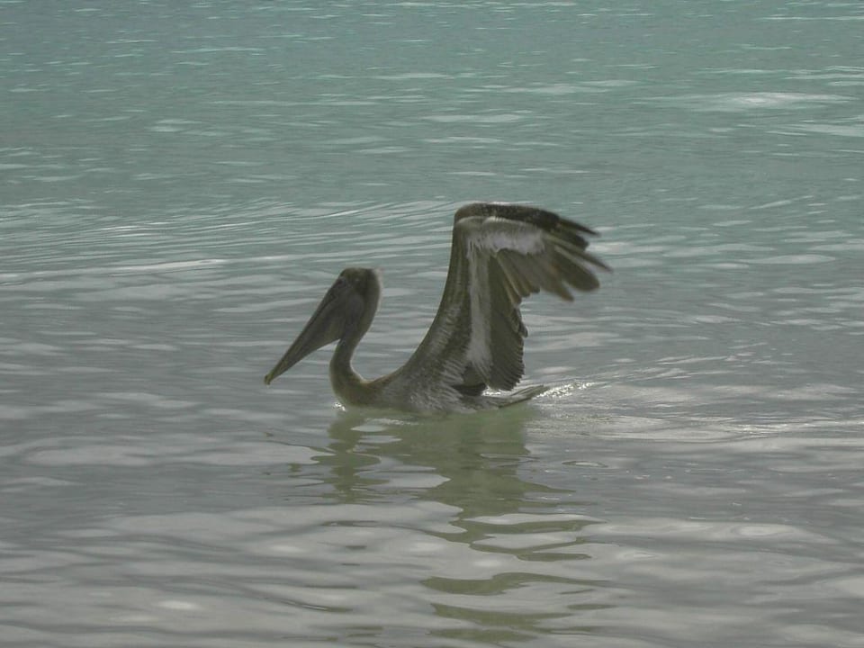 Pelikan vor dem Start Hotel Riu Tequila