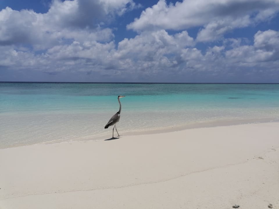 Strand Veligandu Maldives Resort Island
