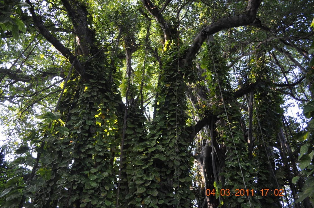 300 Jahre alter Banyanbaum Kuramathi Maldives