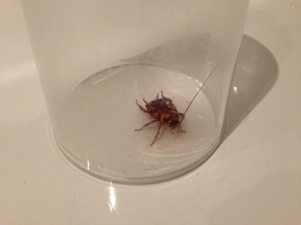 Nette Mitbewohner in der Dusche allsun App.-Hotel Esquinzo Beach