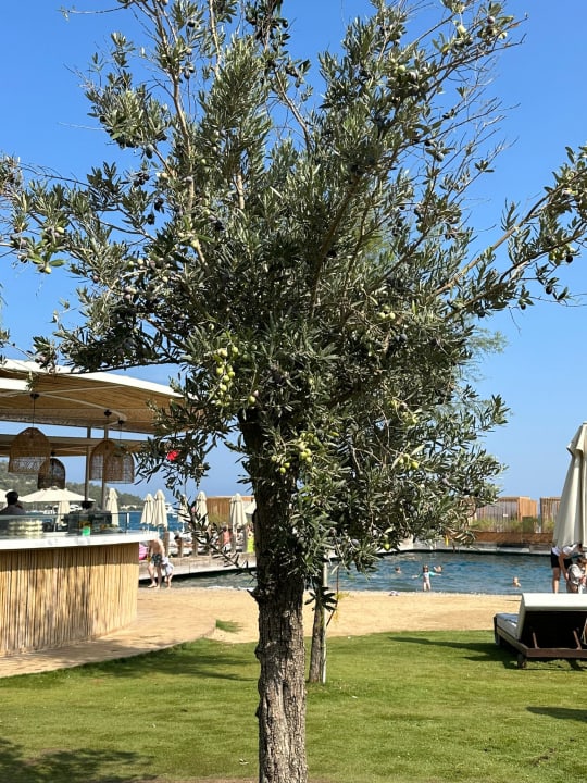 Gartenanlage Voyage Torba