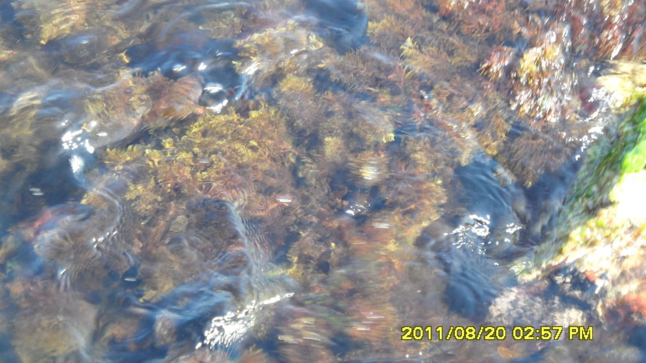 Tolle Unterwasserwelt Duni Royal Holiday Village