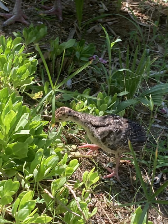 Gartenanlage Seaden Sea World Resort & Spa