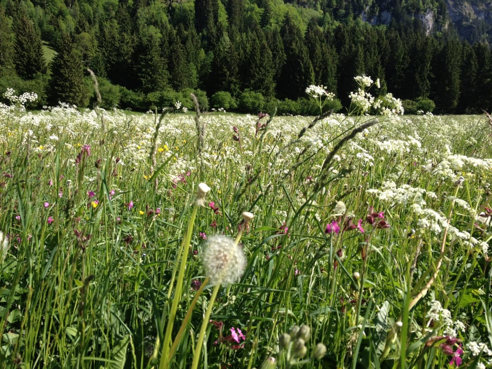 Grün soweit das Auge reicht Frauenberghof