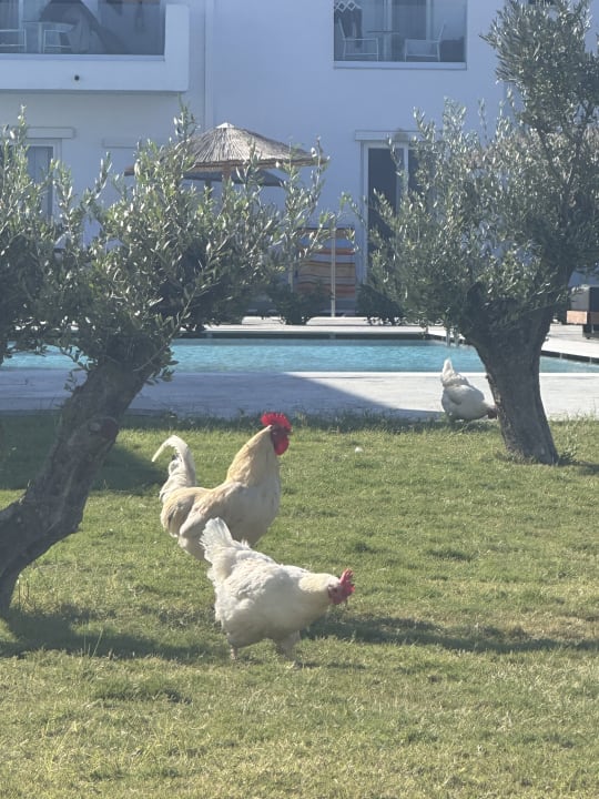 Gartenanlage Summer Village of Hippokrates - Adults only