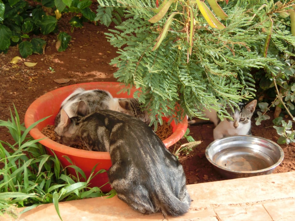 Cat Restaurant Hotel Riu Touareg