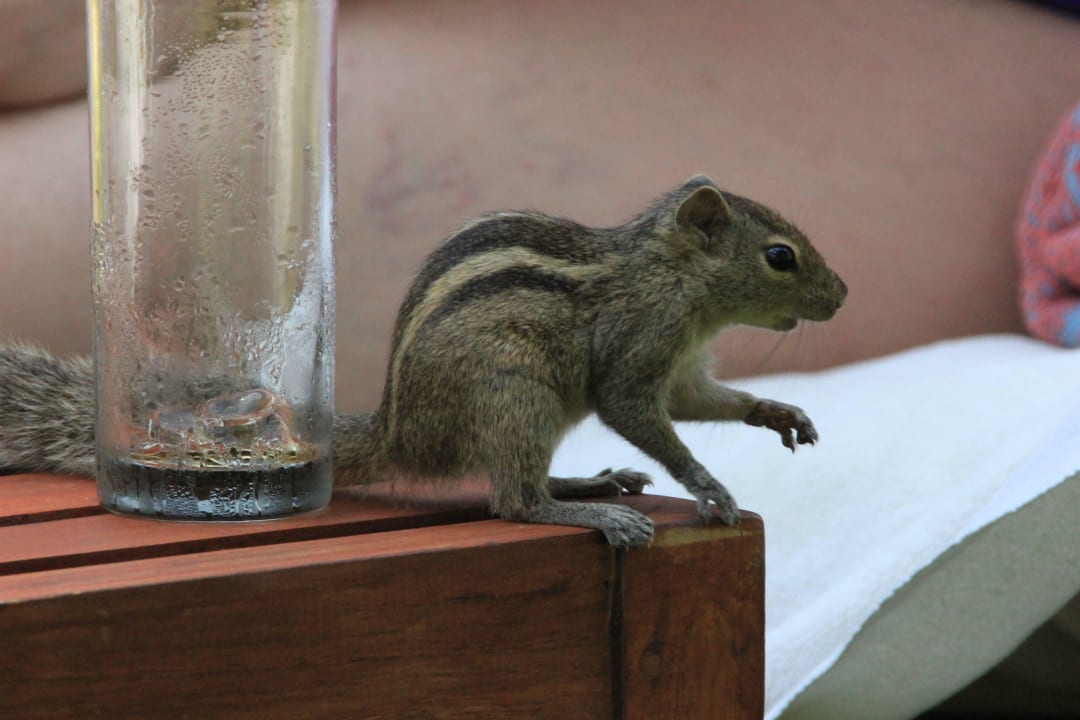 Sterifenhörnchen Mermaid Hotel & Club