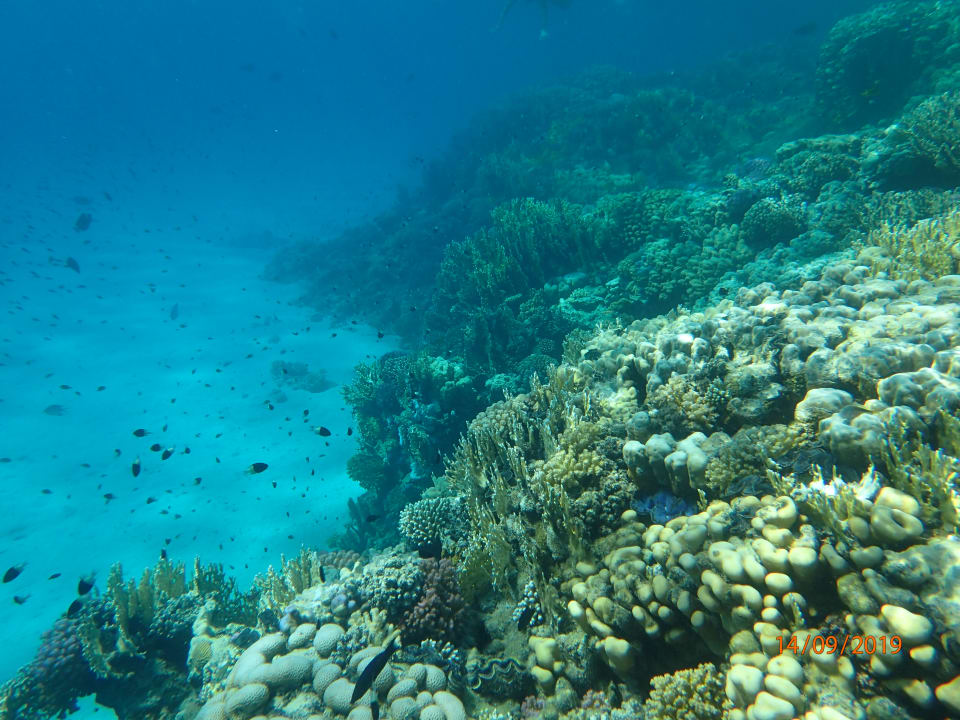 Ausblick Malikia Resort Abu Dabbab