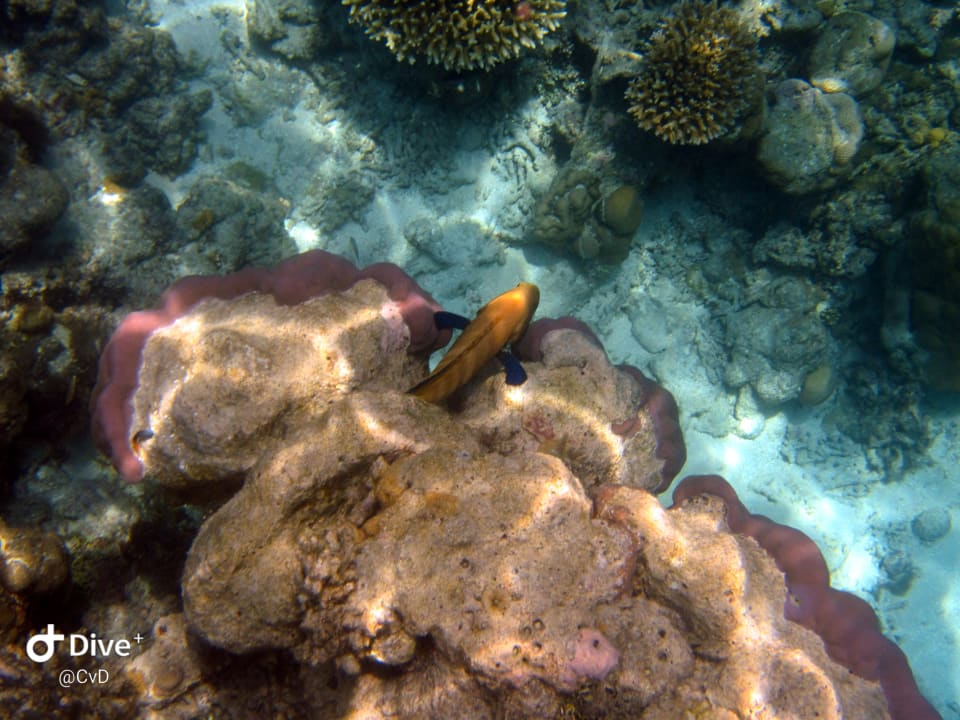 Sport & Freizeit NH Collection Maldives Havodda Resort