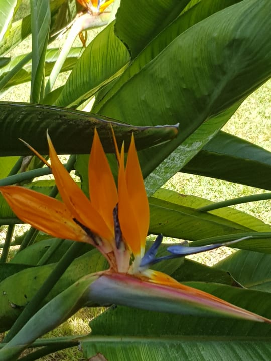 Gartenanlage VIVA Cala Mesquida Suites & Spa 16+