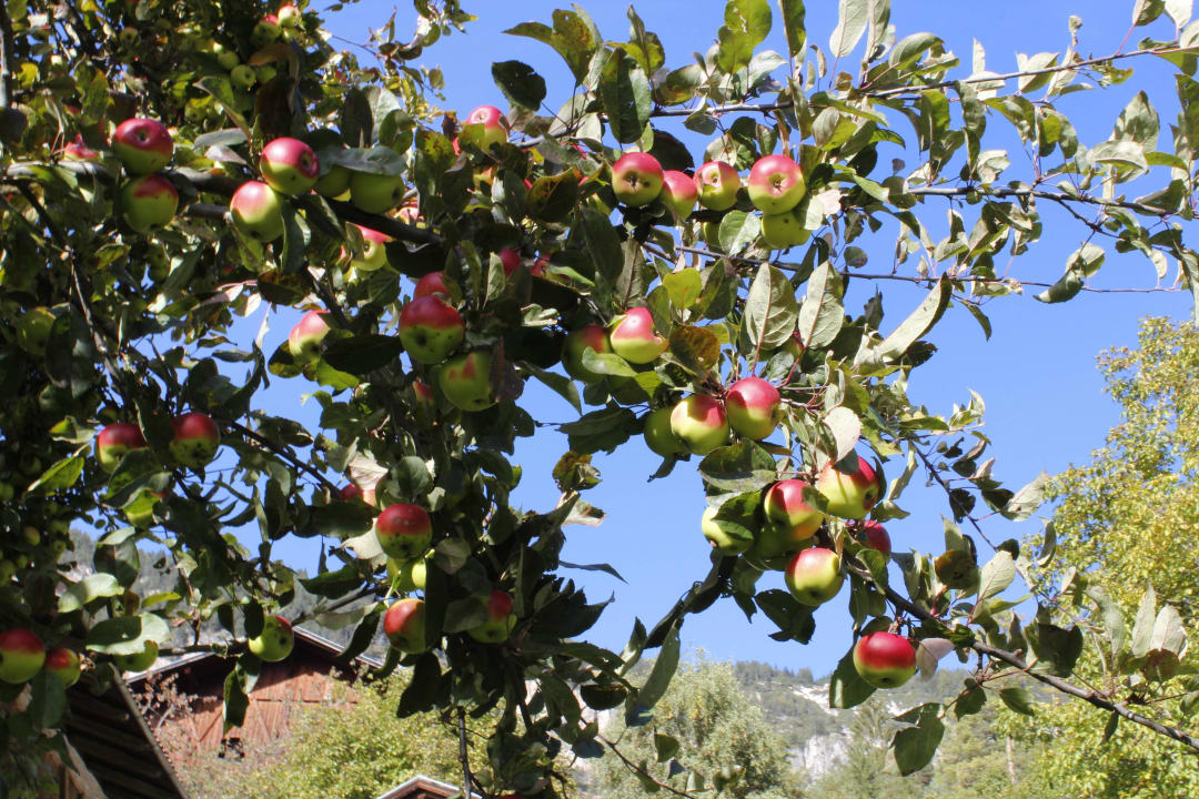 Die Äpfel gedeihen an den sonnigen Berghängen Garni Thaler Hof